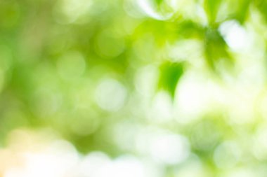 Yeşil bokeh parlak bulanık yeşil arka plan ağaçların gündüz vakti çok güzel doğal bir parıltıdır. Bir sürü güzel yaprak.