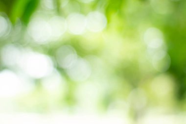 Yeşil bokeh parlak bulanık yeşil arka plan ağaçların gündüz vakti çok güzel doğal bir parıltıdır. Bir sürü güzel yaprak.