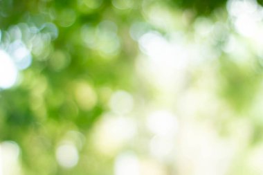 Yeşil bokeh parlak bulanık yeşil arka plan ağaçların gündüz vakti çok güzel doğal bir parıltıdır. Bir sürü güzel yaprak.