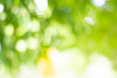 Yeşil bokeh parlak bulanık yeşil arka plan ağaçların gündüz vakti çok güzel doğal bir parıltıdır..