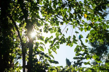 Taze yeşil yapraklar sabah gün batımının arka planında