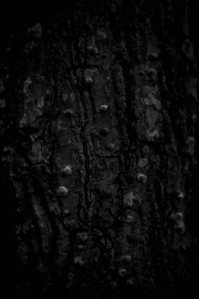 Black tree bark background Natural beautiful old tree bark texture According to the age of the tree with beautiful bark during the summer