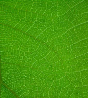 Yeşil yaprak doğa vintage arka planı Özel bir odak seçin