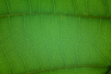Yeşil yaprak doğa vintage arka planı Özel bir odak seçin