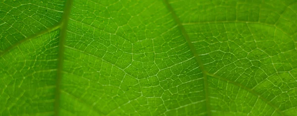 Grünes Blatt Natur Vintage Hintergrund Wählen Sie Einen Bestimmten Schwerpunkt — Stockfoto