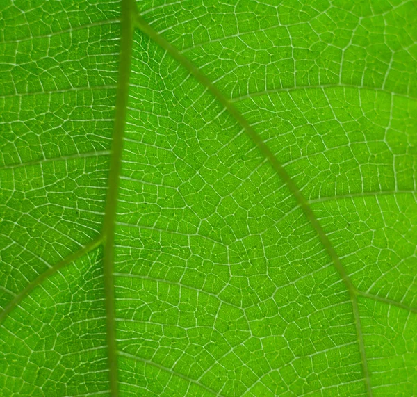 Green Leaf Nature Vintage Background Select Specific Focus — Stock Photo, Image