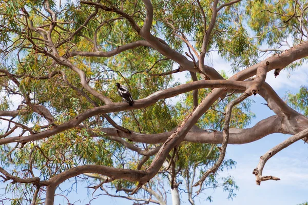 A Magpie sitting in a Gum Tree with green leaves and brown branches with blue sky