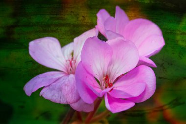 Yeşil arka planda uzun bir sapı olan çiçek açan pembe bir çiçek..