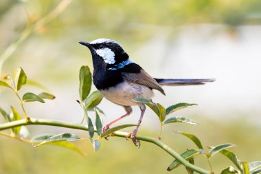 Mavi yüzlü bir erkek Muhteşem Peri-Wren Bahçede yeşil bir dalda oturuyor