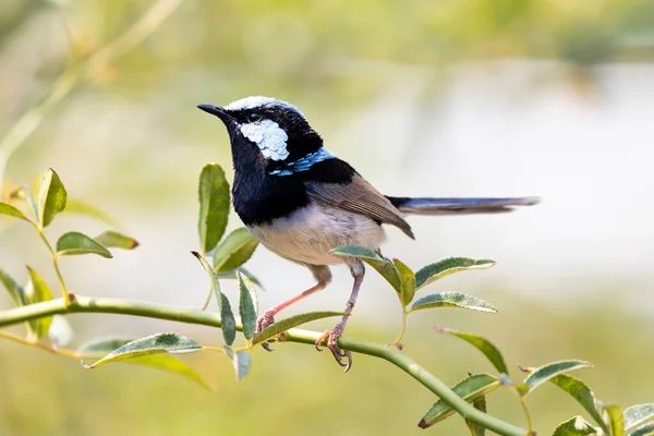 Mavi yüzlü bir erkek Muhteşem Peri-Wren Bahçede yeşil bir dalda oturuyor