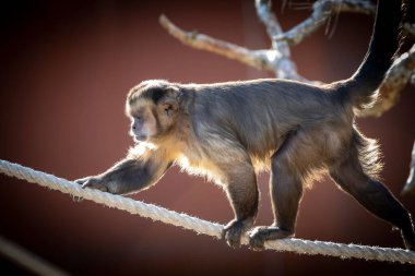 Bir Tufted Capuchin maymunu gün ışığında ipte yürüyor.