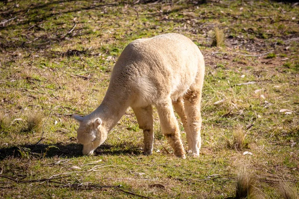 一只美洲驼在绿色农田的阳光下吃草 — 图库照片