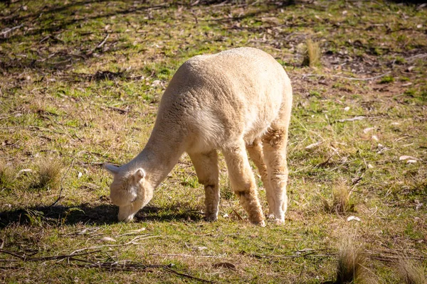 Llama Grazing Sunshine Green Agricultural Field — Stock Photo, Image