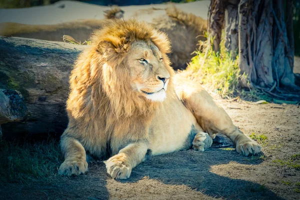 Leão Macho Relaxando Sol — Fotografia de Stock