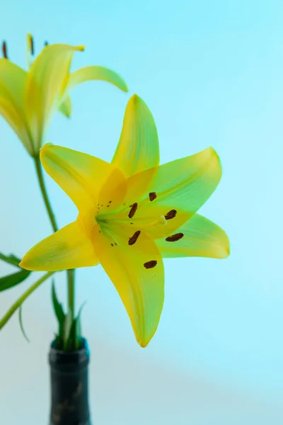 A yellow Asiatic Lily Lillium flower with green stem and leaves on a blue background.