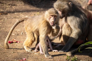 Ergenlik çağındaki Hamadryas Babunları birbirlerini övüyorlar.