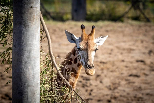 Una Giovane Giraffa Che Mangia Foglie Campo Sole — Foto Stock
