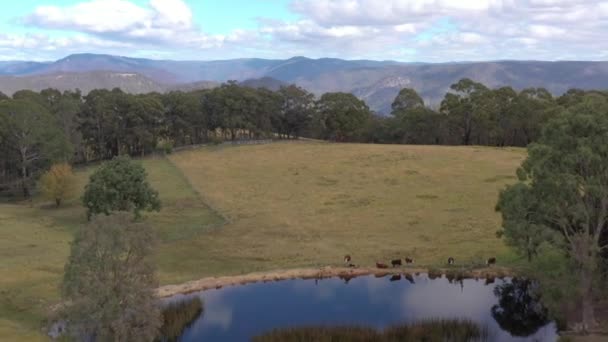 Aerial Footage Cows Agricultural Reservoir Green Valley Forest Blue Mountains — Stock Video