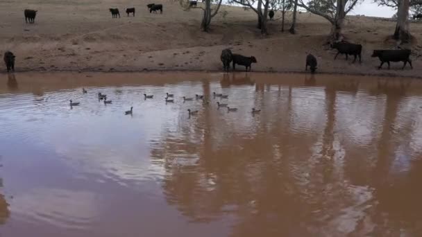 Filmato Aereo Branco Vacche Che Beve Serbatoio Acqua Agricola Colpito — Video Stock
