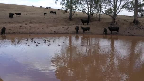 Imágenes Aéreas Una Manada Vacas Que Beben Depósito Agua Agrícola — Vídeo de stock