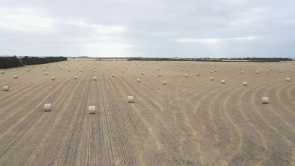 Luchtopname Van Opgerolde Hooibalen Een Door Droogte Getroffen Droog Landbouwgebied — Stockvideo