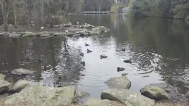 Footage of Ducks paddling near a small man made island in a lake at Central Gardens Reserve in the suburb of Merrylands in Western Sydney in New South Wales, Australia. 
