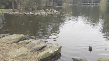 Footage of Ducks paddling near a small man made island in a lake at Central Gardens Reserve in the suburb of Merrylands in Western Sydney in New South Wales, Australia. 