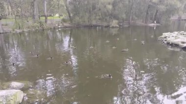Footage of Ducks paddling near a small man made island in a lake at Central Gardens Reserve in the suburb of Merrylands in Western Sydney in New South Wales, Australia. 