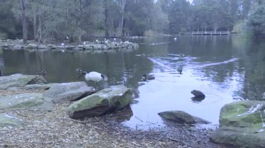 Footage of an Ibis on a rock and Ducks paddling around a small man made island in a lake at Central Gardens Reserve in the suburb of Merrylands in Western Sydney in New South Wales, Australia. 