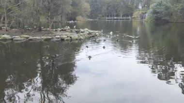 Footage of Ducks paddling near a small man made island in a lake at Central Gardens Reserve in the suburb of Merrylands in Western Sydney in New South Wales, Australia. 