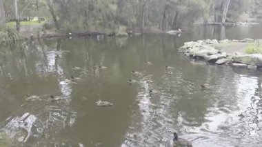 Footage of Ducks paddling near a small man made island in a lake at Central Gardens Reserve in the suburb of Merrylands in Western Sydney in New South Wales, Australia. 