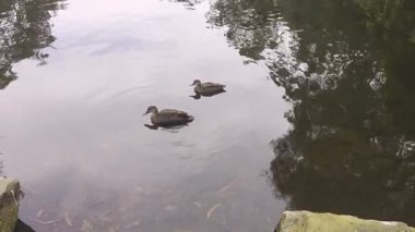 Footage of Black Ducks paddling near a small man made island in a lake at Central Gardens Reserve in the suburb of Merrylands in Western Sydney in New South Wales, Australia. 
