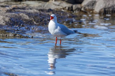 Avustralya, NSW 'nin Illawarra bölgesindeki Shellharbour kasabası yakınlarındaki engebeli bir sahil şeridi boyunca deniz suyunda duran bir gümüş martının fotoğrafı..