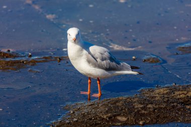Avustralya, NSW 'nin Illawarra bölgesindeki Shellharbour kasabası yakınlarındaki engebeli bir sahil şeridi boyunca deniz suyunda duran bir gümüş martının fotoğrafı..