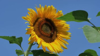 Bees Pollinate Ayçiçeği stok videosu, Ayçiçeği 'nde Arı Tozlaşması sergileyen harika bir görüntüdür..