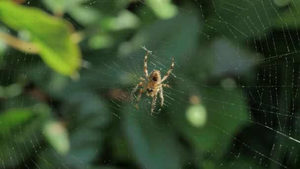 pavouk na pavučině padající kapky deště