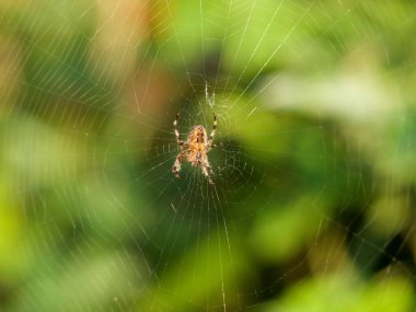 Ağ üzerinde düşen yağmur damlalarında örümcek