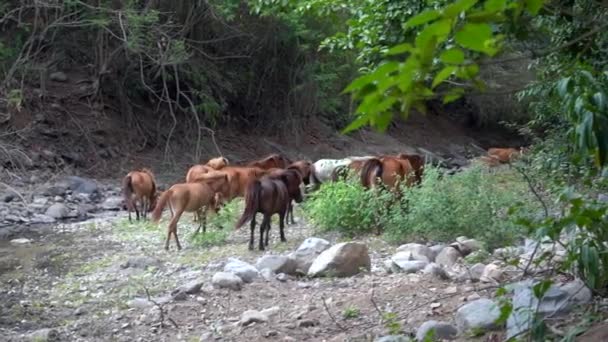 Kudde Wilde Paarden Die Het Bos Lopen Gras Eten — Stockvideo