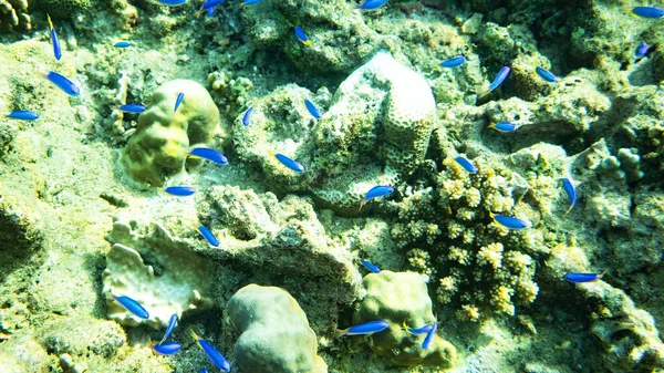 Vida Subaquática Selvagem Com Peixes Coloridos Corais Vivos Água Cristalina — Fotografia de Stock