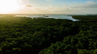 Ormandaki yeşil ağaçların ve bitkilerin Asya 'daki nehir manzarası.