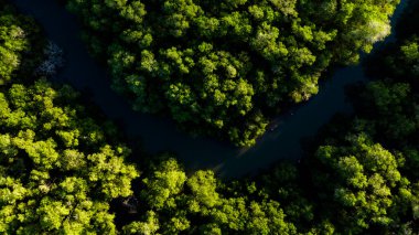 Ormandaki yeşil ağaçların ve bitkilerin Asya 'daki nehir manzarası.