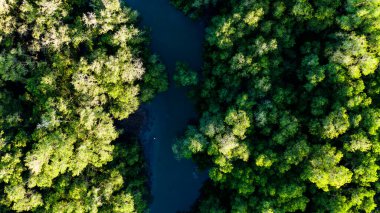 Ormandaki yeşil ağaçların ve bitkilerin Asya 'daki nehir manzarası.