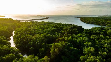 Ormandaki yeşil ağaçların ve bitkilerin Asya 'daki nehir manzarası.