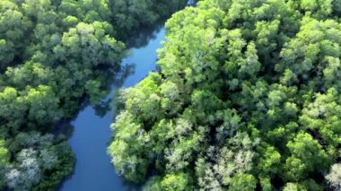 Asya 'da nehir bulunan mangrov ormanındaki yeşil ağaçların ve bitkilerin uçan insansız hava aracı görüntüsü.