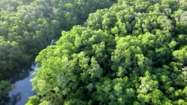 Asya 'da nehir bulunan mangrov ormanındaki yeşil ağaçların ve bitkilerin uçan insansız hava aracı görüntüsü.