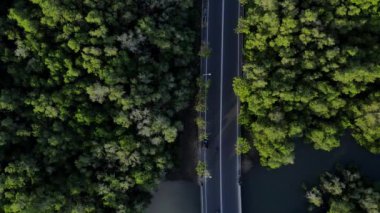 Asya 'da nehir ve karayolu olan mangrov ormanındaki yeşil ağaçların ve bitkilerin uçan insansız hava aracı görüntüsü