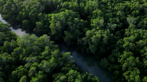 Vue Aérienne Depuis Drone Volant Arbres Verts Plantes Dans Une — Video