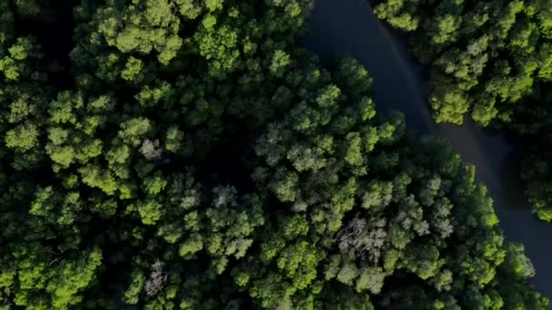 Veduta Aerea Dal Drone Volante Alberi Verdi Piante Nella Foresta — Video Stock