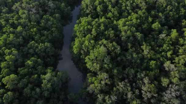 アジアの海に流れ込む川とマングローブ林の緑の木々や植物の飛行ドローンからの空中ビュー — ストック動画