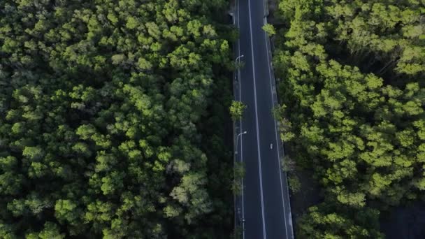 アジアの川や高速道路とマングローブ林の緑の木々や植物の飛行ドローンからの空中ビュー — ストック動画